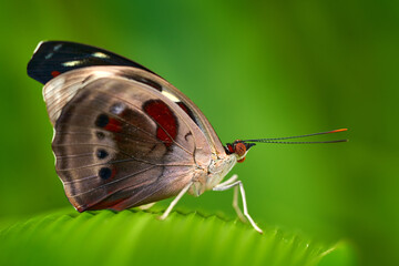 Smyrna blomfildia, Blomfild's beauty, butterfly in the family Nymphalidae. Orange butterfly from...
