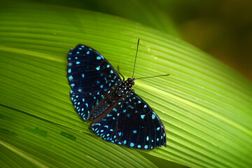 Hamadryas laodamia, the starry night cracker, blue black butterfly from Mexico. Beautiful insect...
