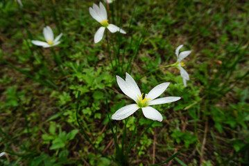 white spring flowers