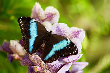 Morpho achilles, big black blue butterfly sitting on the pink violet orchid in the nature habitat,...