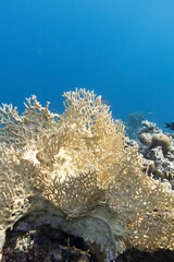 Colorful coral reef at the bottom of tropical sea, yellow fire coral, underwater landscape