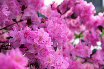 Pink rhododendron in bloom against the blue sky. Rosemary tree flowers on a branch