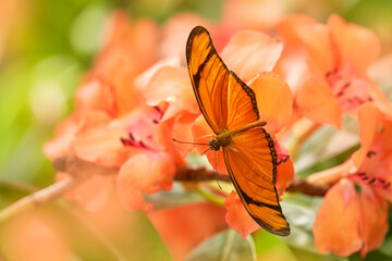 Dryas iulia, Spelled julia heliconian, in nature habitat. Nice insect from Costa Rica in the green forest. Orange butterfly sitting on the green leave from Central America.