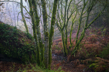 Fototapeta na wymiar Glowing wet moss covers oak trunks in a forest