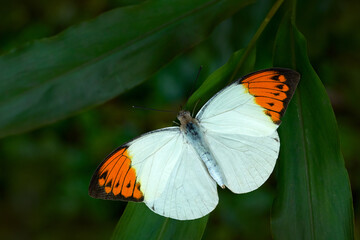 Malaysia Hebomoia glaucippe, Ggreat orange-tip,  butterfly belonging to the family Pieridae. White orange butterffly sitting on the green leaves. Insect in the nature habitat, Java, Malaysia.
