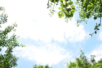 初夏の空と森の木々　新緑の葉が風に揺れる　コピースペース