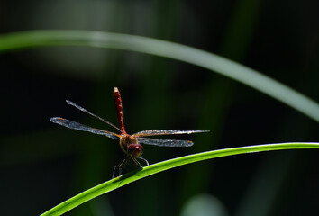 Libellule rouge posée sur un brin d'herbe