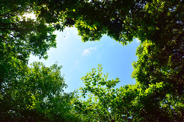 初夏の空と森の木々　新緑の葉が風に揺れる　コピースペース