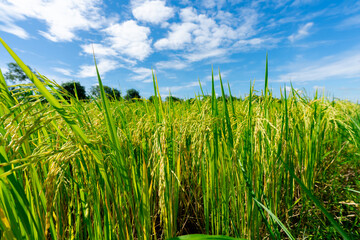 Close Up Yellow paddy fields in a rice field in a rural community in Thailand. The paddy fields are almost harvest time and there are beautiful skies all around.