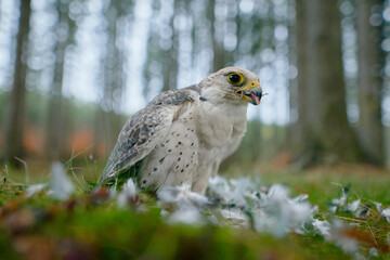 Fototapete bei efototapeten.de bestellen   