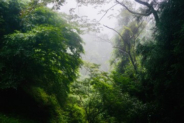 Fototapeta premium 霧 御岳山 Mist Mount Mitake