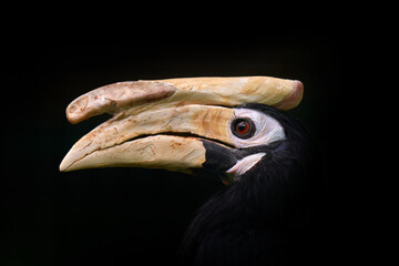 Hornbill, close-up detail from dark tropic forest. Palawan hornbill, Anthracoceros marchei, big bill endemic bird Philippines in Asia. Wildlife nature. Animal in the forest habitat in Philippines.