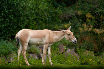 Naklejka na ściany i meble Turkmenian kulan, Equus hemionus kulan, also called Transcaspian wild ass in the nature habitat, Gobi in China. Wild Asia horse in the nature habitat. Ass from Turkmenistan.
