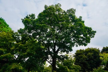 旧古河庭園 kyu furukawa gardens