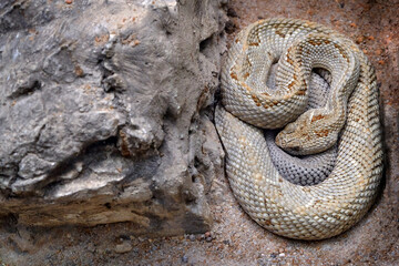 Aruba Rattesmake, Crotalus durissus unicolor, with grey stone in the nature habitat. Venomous pitviper species found only on the Caribbean island of Aruba, off the coast of Venezuela, wildlife nature