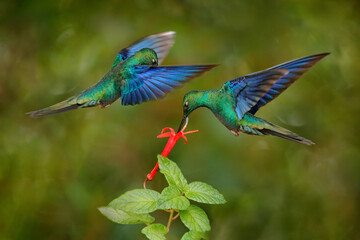 Ecuador wildlife. Great sapphirewing, Pterophanes cyanopterus, big blue hummingbird, Yanacocha, Pichincha in Ecuador. Bird sucking nectar from red flower bloom, nature behaviour.