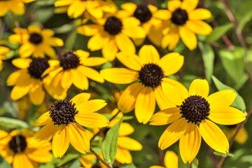 アラゲハンゴンソウの花(Rudbeckia)