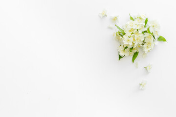 White blossom jasmine flowers with green leaves flat lay