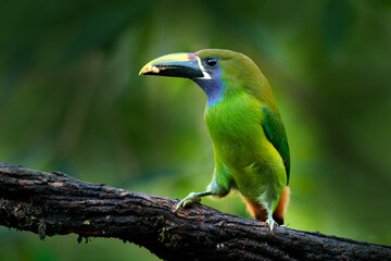 Blue-throated Toucanet, Aulacorhynchus caeruleogularis, green toucan in the nature habitat, mountains in Costa Rica. Wildlife scene from tropic forest. Green bird sitting on the branch.