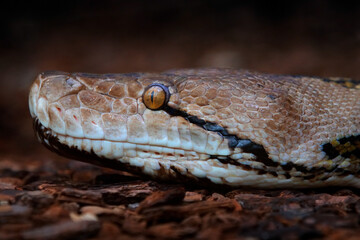 Snake portrait, reticulated python, Malayopython reticulatus, in the nature habitat, Malaysia in Asia. Viper in the dark forest, close-up detail.