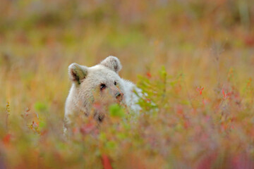 Cute young bear hidden in yellow forest. Autumn trees with bear. Beautiful brown bear walking around lake, fall colours. small pup animal in habitat. Wildlife scene from nature, Russia.