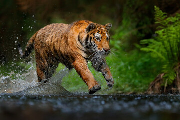 Fototapeta na wymiar Amur tiger running in the water, Siberia. Dangerous animal, tajga, Russia. Animal in green forest stream. Siberian tiger splashing water.