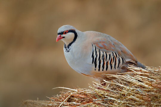 Rock partridge, Alectoris graeca, gamebird in the pheasant family, in the snow during winter. Bird in the white habitat, Hemis NP, Ladakh, India. Partridge from Asia mountain. Detail portrait of bird