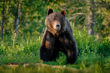 Obraz premium Bear with wild pig carcass. Autumn trees with bear, face portrait. Beautiful brown bear walking around lake, fall colours, Romania wildlife.