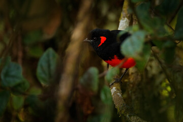 Scarlet-bellied mountain tanager, Anisognathus igniventris, mountain bird hidden in the green vegetation. Tanager in the nature forest habitat, Yanacocha in Ecuador. Wildlife of South America.