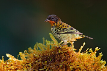 Rufous-throated Tanager, Tangara rufigula, bird sitting on the moss tree branch in the dar forest nature habitat, Amagusa reserve, Ecuador. Birdwatching in Ecuador. Tanager in Ecuador.