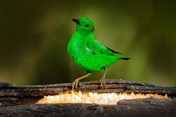 Glistening-green tanager, Chlorochrysa phoenicotis, green bird in the nature habitat, Amagusa Reserve in Ecuador. Birdwatching in South America. Tanager in the green forest, wildlife nature.