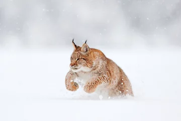Crédence de cuisine en verre imprimé Lynx Lynx, faune hivernale. Gros chat mignon dans l& 39 habitat, condition froide. Forêt enneigée avec de beaux lynx sauvages animaux, Pologne. Nature Lynx eurasien en cours d& 39 exécution, chat sauvage dans la forêt avec de la neige.