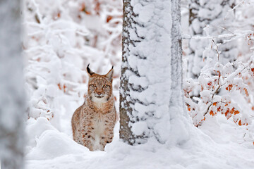 Winter wildlife, lynx. Cute big cat in habitat, cold condition. Snowy forest with beautiful animal wild lynx, Czech Republic. Eurasian Lynx nature running, wild cat in the forest habitat with snow.