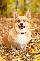 Naklejka na ściany i meble Welsh corgi pembroke dog sits on the ground covered with yellow fallen leaves in autumn forest and looks at the camera