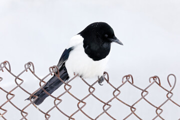 Magpie on the fence, snowy winter. European Magpie or Common Magpie, Pica pica, black and white bird with long tail, in the nature habitat, clear background, Germany. Wildlife scene from nature.
