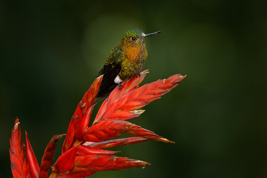 Golden-breasted puffleg, Eriocnemis mosquera, hummingbird on red flower bloom in the dar tropic forest, Yanacocha in Ecuador. Shiny bird in the nature habitat.