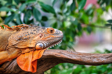 An orange iguana lying on a log