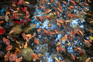 Fall foliage in a mountain stream.