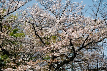 光が丘 桜 Hikarigaoka cherry blossom