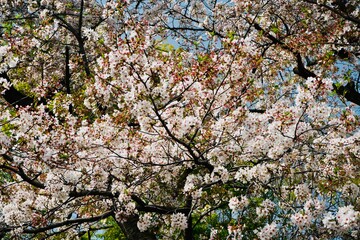 光が丘 桜 Hikarigaoka cherry blossom