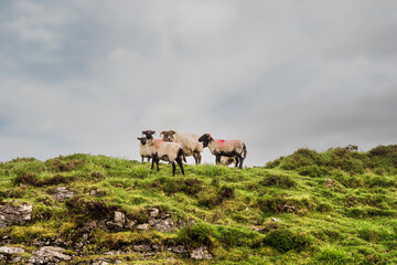 Sheep in a green field.