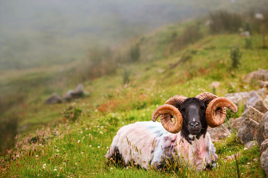 Sheep with twisted horns, Achill islands, Ireland