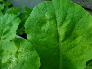 Greenery background of nature plant and leaf