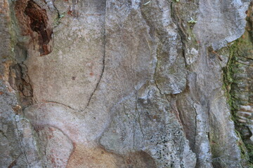 Tree bark. Wood moss. Abstract background. Macro.