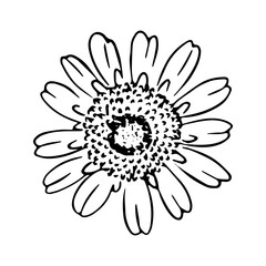 Daisy hand drawn illustration. Line art. Isolated on white background.
