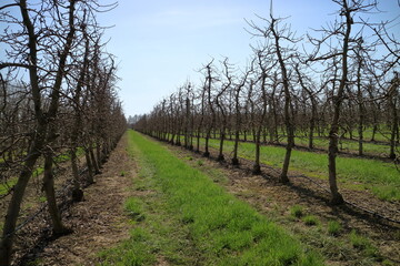 Apple garden in the spring.