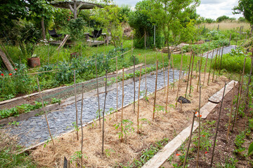 Au potager bio - Cultures associées de rangs de légumes (petit-pois, semi de radis, tomates), autour d'une allée en ardoise