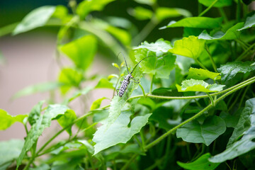 Asian scarab with black and white spots Cerambycidae that accompany the rainy season of the Thai green forest has become a symbol of the rainy season but is the worst enemy of hardwood.