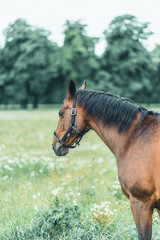 Vertikale Nahaufnahme eines braunen Pferdes mit schwarzer Mähne.
