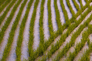 Fototapeta na wymiar Rows of young rice plants growing in water in a paddy field striped background